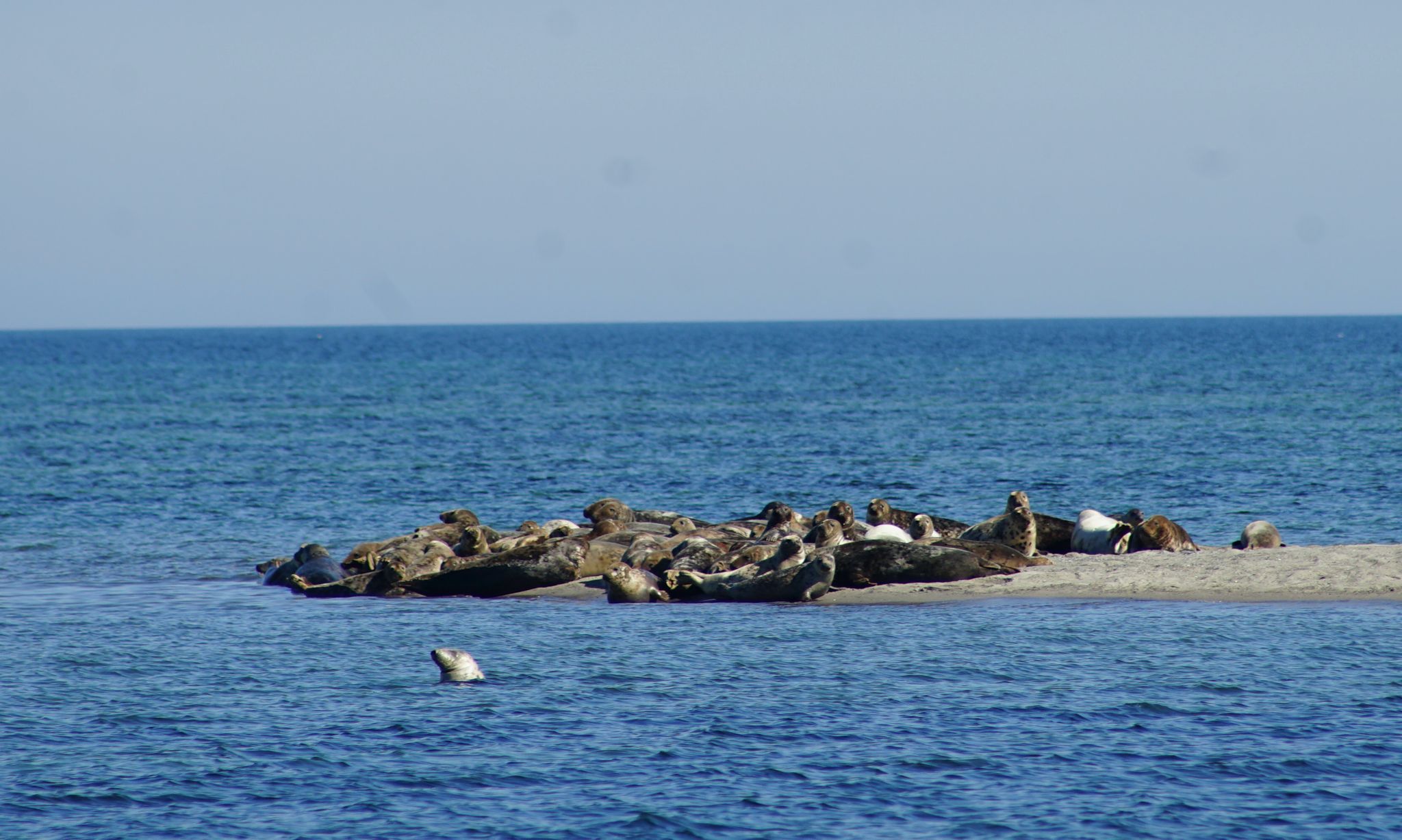 Mit der MS Seebär kann man einen Ausflug machen zur berühmten Seehund-Sandbank, wo man die Tiere in freier Natur bestaunen kann.