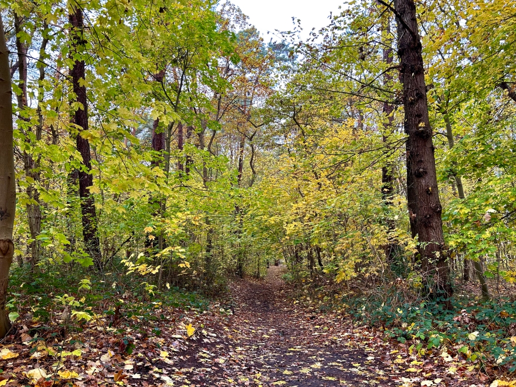 Der Weg durch den Erholungswald im Herbst bei bunten fliegenden Blättern und schönem Wetter.