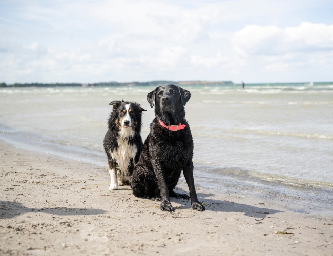 Ein Urlaub mit Hund am schönen Hunedstrand.