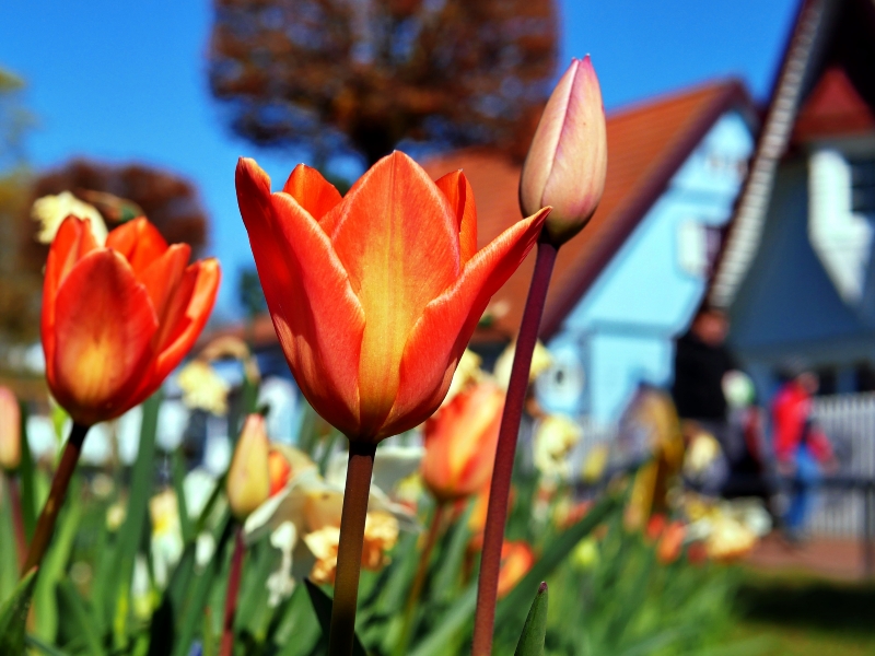 KV Boltenhagen 21.04.2019 P1100378 (19) Ostern im Ostseebad Boltenhagen