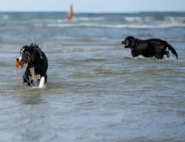 Hund am Hundestrand