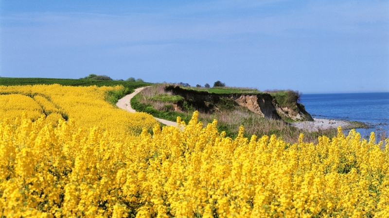 Steilküste Steilküste in Redewisch mit Raps