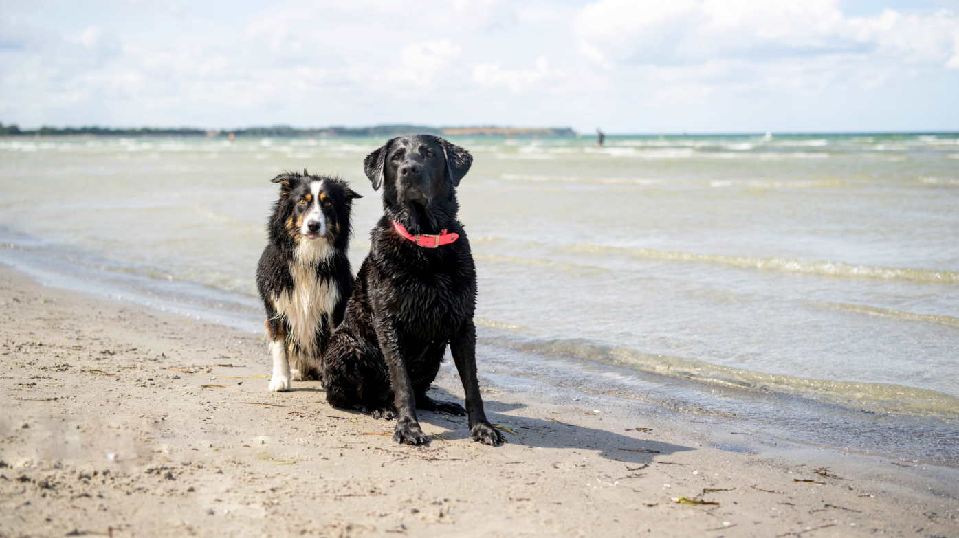 An den drei verschiedenen Hundestränden im Ostseebad Boltenhagen dürfen sich die Hunde sowie Ihre Besitzer frei entfalten und sich wohl fühlen. 