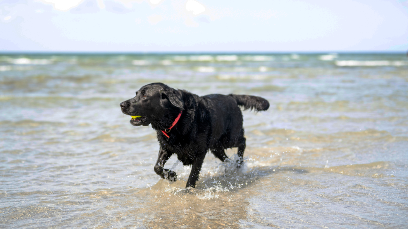 An den drei verschiedenen Hundestränden im Ostseebad Boltenhagen dürfen sich die Hunde sowie Ihre Besitzer frei entfalten und sich wohl fühlen. 